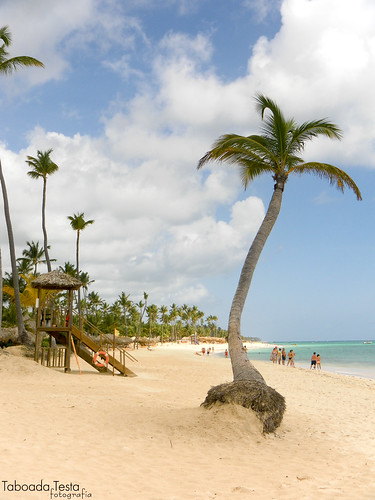 praia beach playa palm palmera palmeira turquesa repúblicadominicana playabávaro
