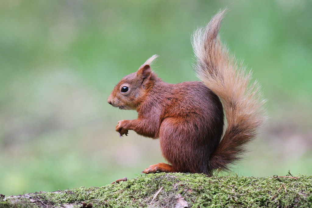 Red Squirrel - Sciurus Vulgaris | Yorkshire Dales Taken on W… | Flickr