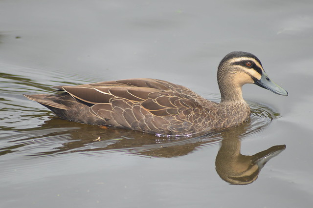 Pacific Black Duck and Reflection (Anas superciliosa)