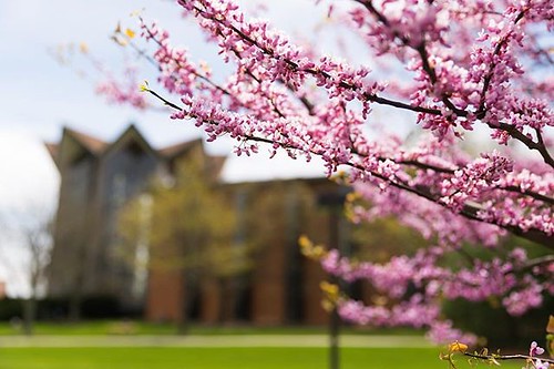 Waiting for that campus sunshine and blossoms as we look forward to spring coming soon to Valpo!