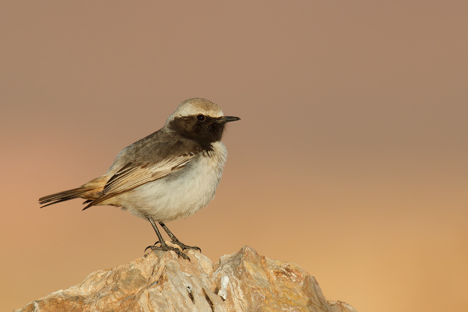 Oenanthe moesta | Red-rumped Wheatear | berberstenskvätta