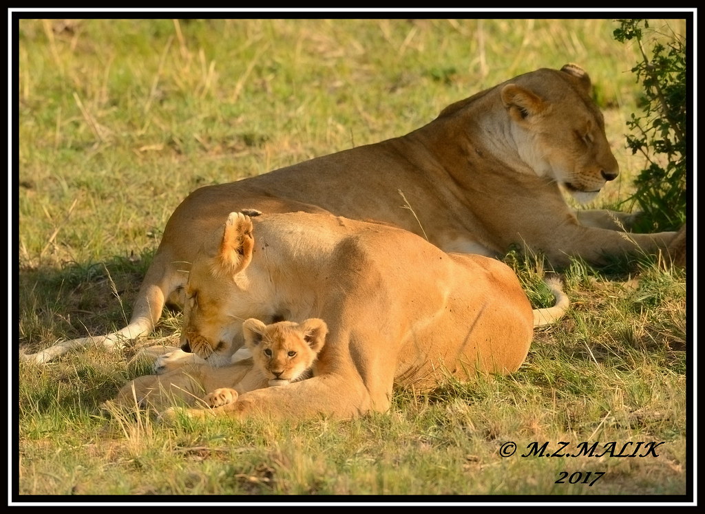 FEMALE LIONESS (Panthera leo) WITH CUBS......MASAI MARA......SEPT 2017.