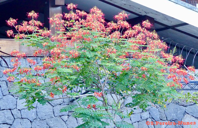 Flor del Clavellino, Peacock Flower, Dwarf-Poinciana, El Salvador