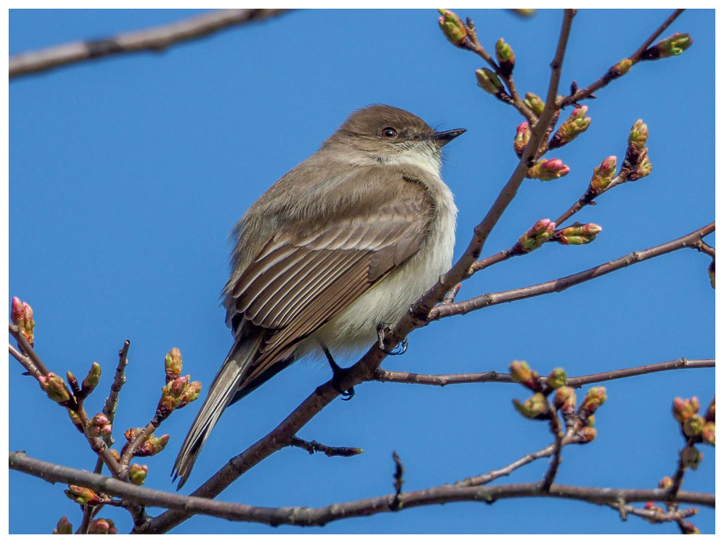 Eastern Kingbird | OLYMPUS DIGITAL CAMERA | Jeff Rosenberg | Flickr