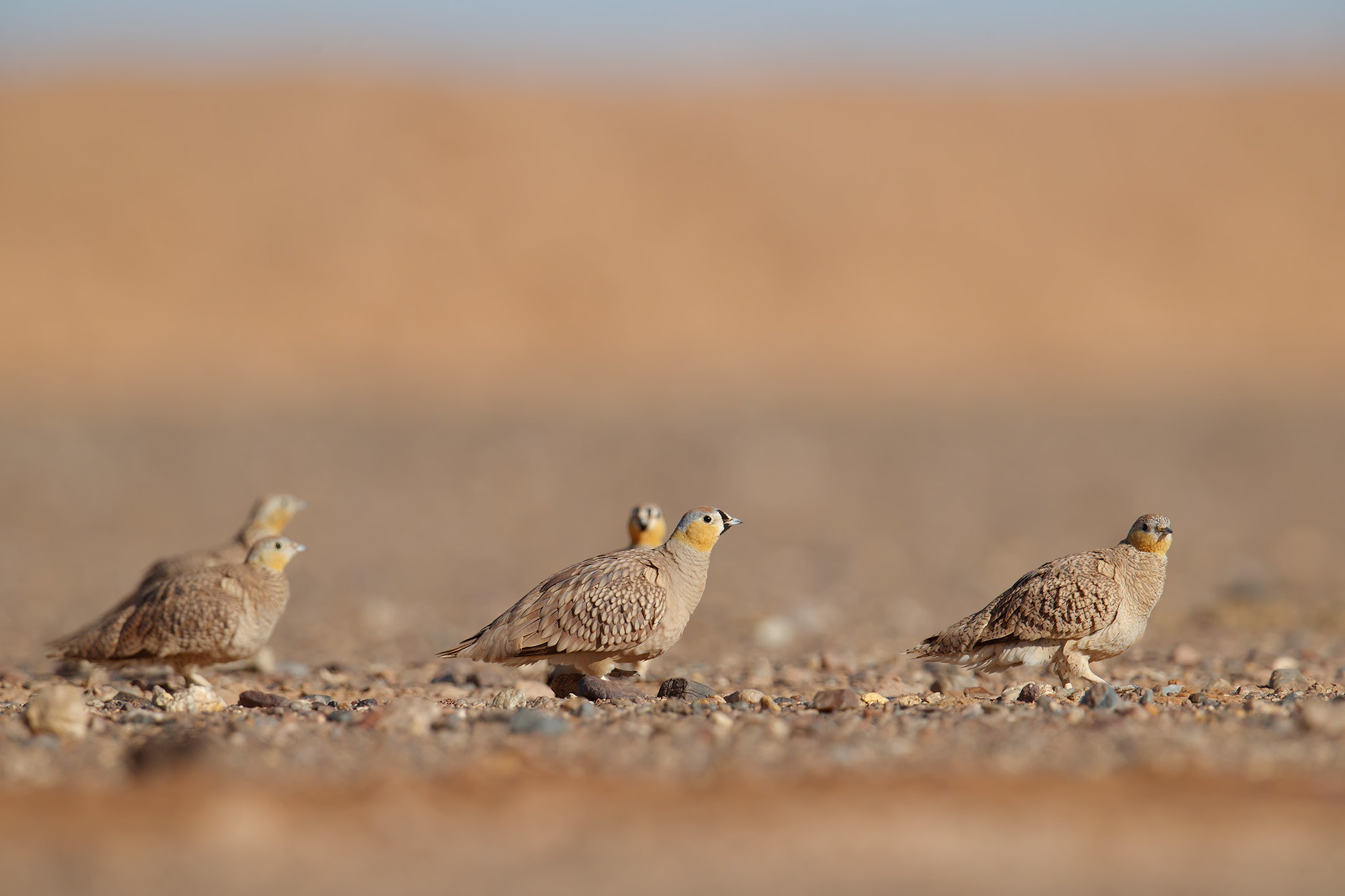 Pterocles coronatus | Crowned Sandgrouse | kronflyghöna