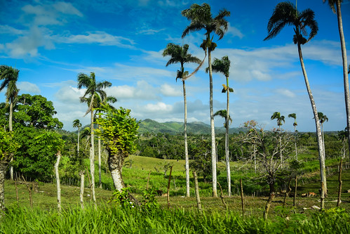 laaltagracia dominicanrepublic do countryside anamuya higuey dominican republic dr island caribbean plantation farm palmtree plam tree trees paysage landscape