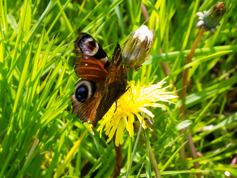 Peacock butterfly feeding on a dandelion