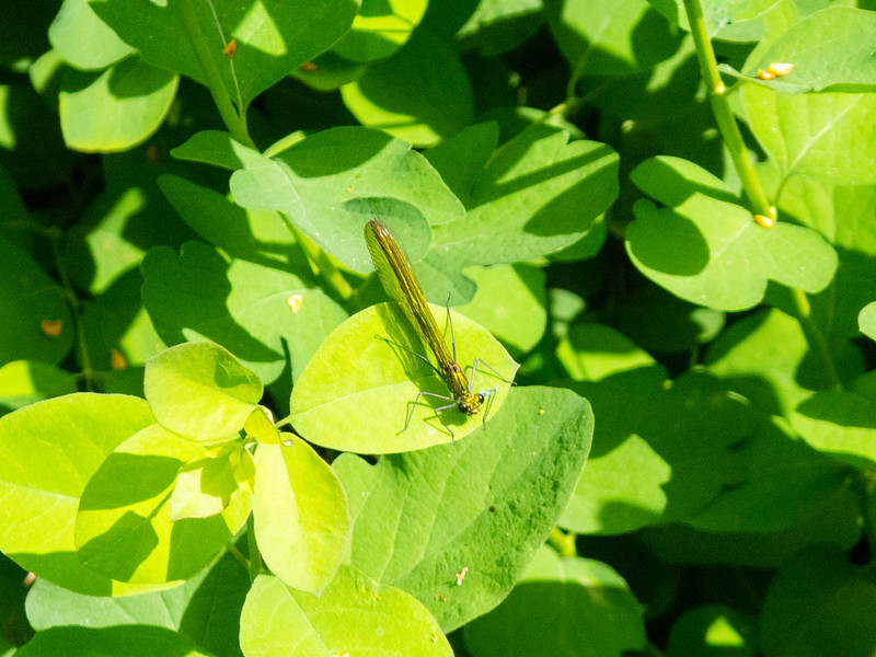 Beautiful demoiselle female