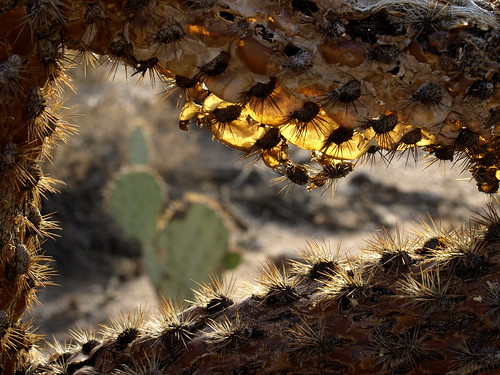arizona cactus geotagged tucson botanicalgardens cholla tohonochulpark cylindropuntia cactuswood desertcorner cactusskeletons geo:lat=32340582626536765 geo:lon=11097982530919268