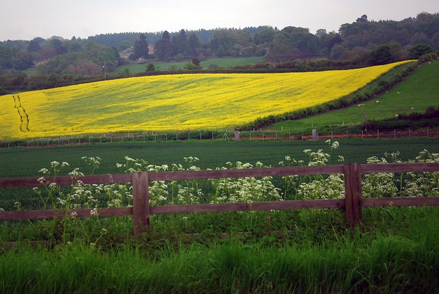 Flowering rapeseed fields, England