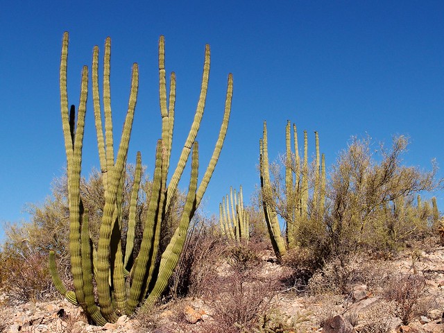 Stenocereus thurberi- Organ Pipe Cactus
