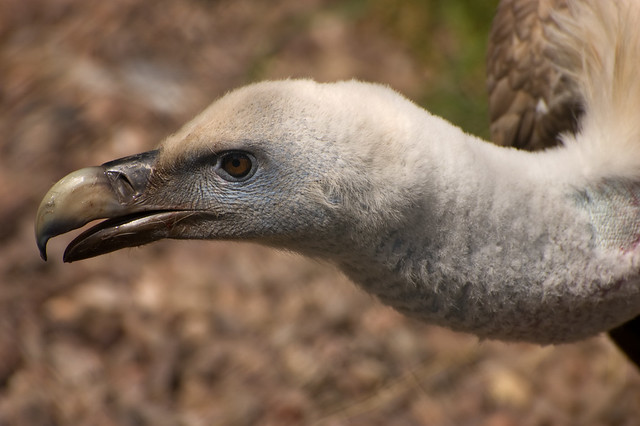 Close Up Vulture