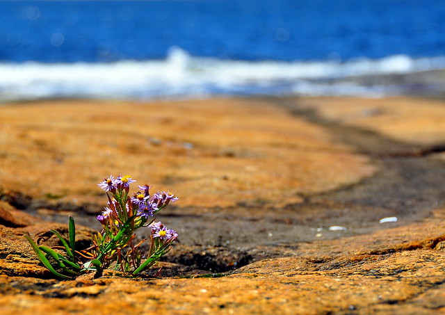 Flower at the Sea