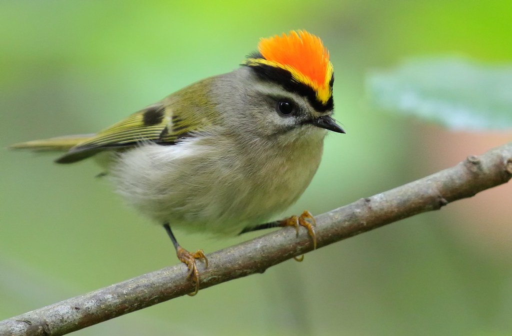 Golden-crowned Kinglet, Male | Came across a few of these in… | Flickr
