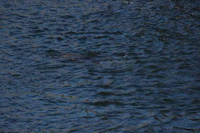 Sea Lion with Salmon near Ballard Locks