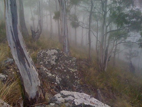 rumney mist australia mount tasmania eucalyptus hobart iphone iphonephoto markfountainphoto markfountain52 eucalyptuspulchella