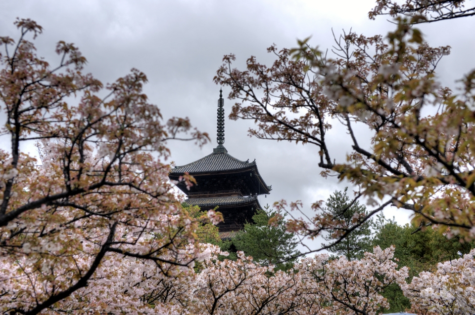 Hidden in the Sakura
