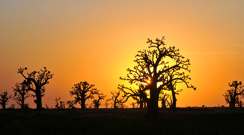 soleil ciel betail campagne vache baobab afrique sénégal brousse