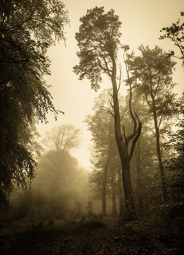 chris mist tree canon woodland walking photography scotland woods may huge shanks midlothian penicuik