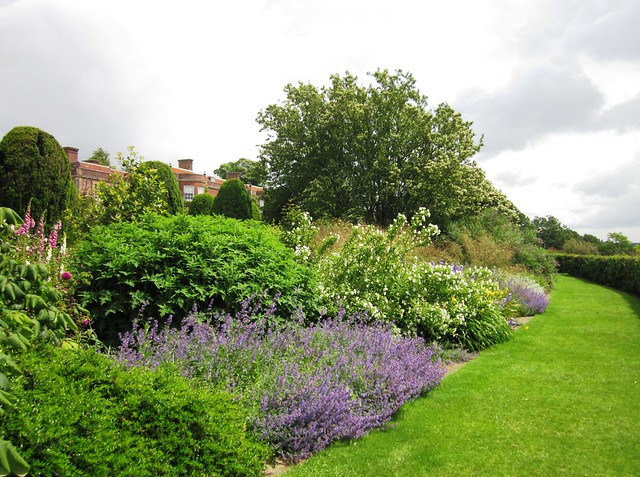 Lavender in Hinton Ampner Gardens
