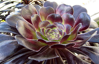Zwartkop | Crassulaceae, Aeonium, 'Zwartkop' -- National Bot… | Flickr