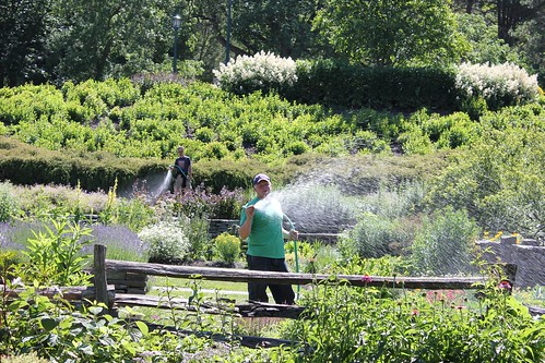 Watering day at the Plantations