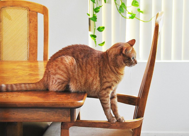 Sitting:  Freddie's New Mission in Life is to Reinvent Thousands of Years of Cat Behavior