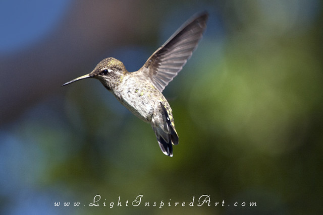 Hummingbird | Hummingbird | devadatta108 | Flickr