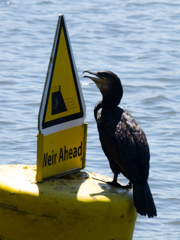 Cormorant, Exeter
