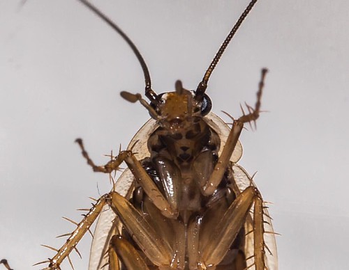Alien insect | by ridac