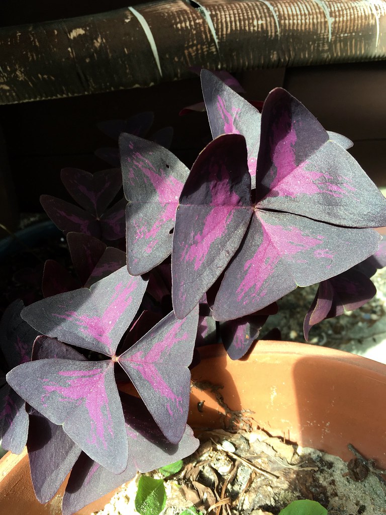 オキザリス トライアングラリス Oxalis Triangularis カタバミ科カタバミ属 別名 紫の舞 カラスバ Flickr