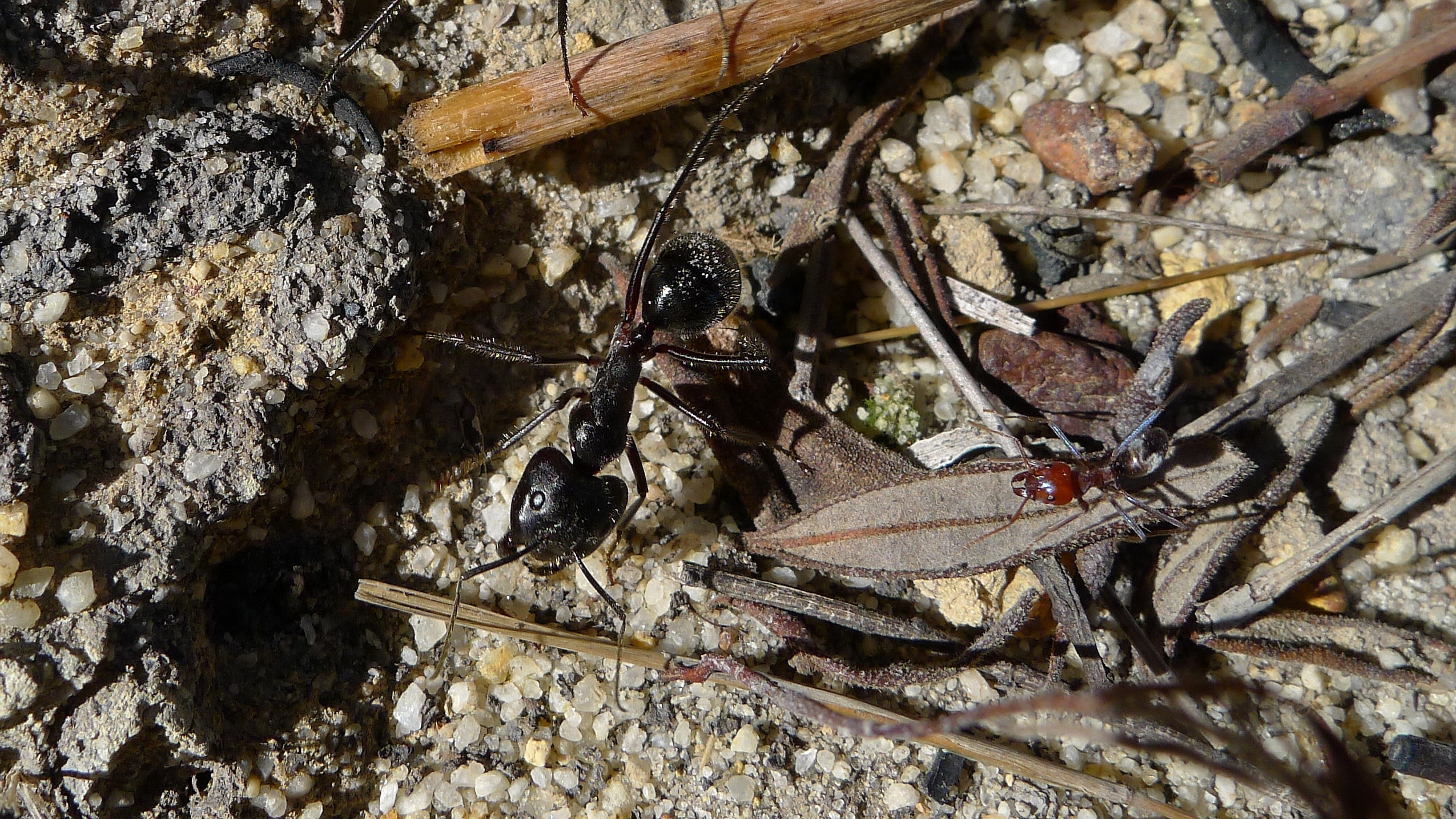Миграция черных муравьев. Логово черных муравьев. Iridomyrmex anceps муравьи. Малый чёрный муравей.