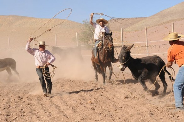 Burro Rodeo Condoriaco El Rodeo de Burros es un contexto donde se prod… | Flickr