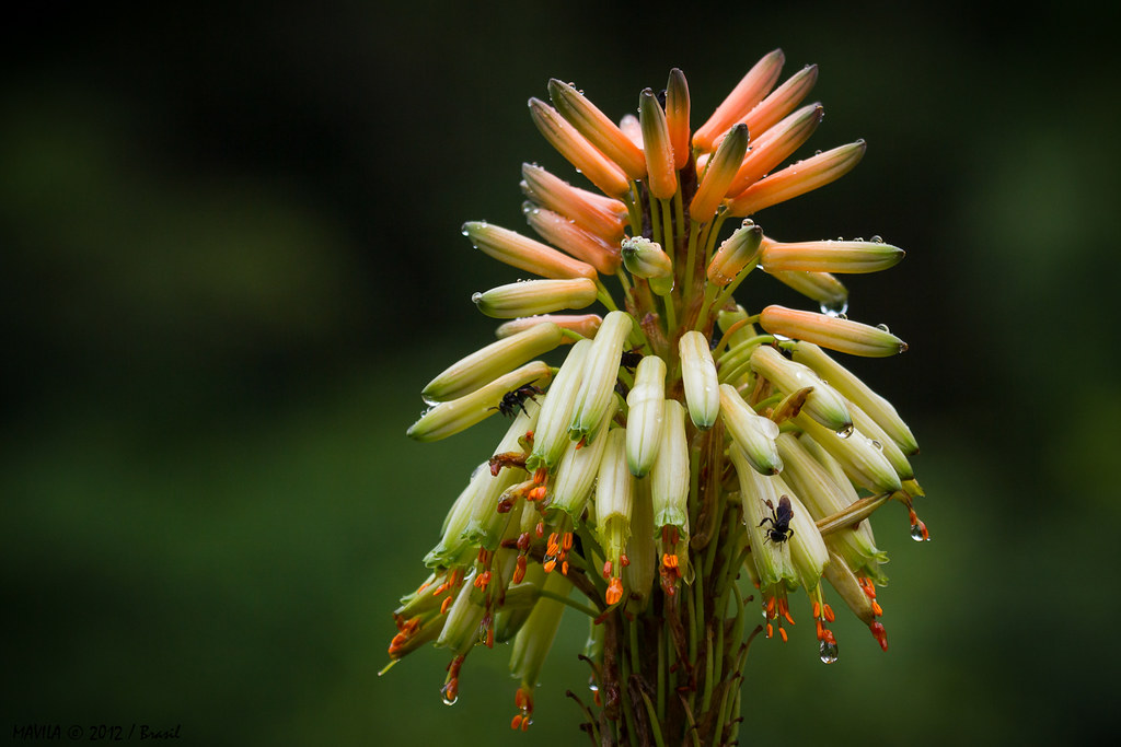Flor da Babosa (Aloe arborescens) | Local: Jardim Botânico d… | Flickr