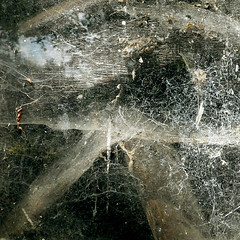 cobwebs - abstracted (2)