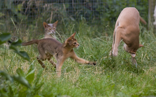 Abyssinian Play 2 | Peter Hasselbom | Flickr