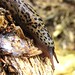Flickr photo 'Leopard slug (Limax maximus)' by: Futureman1.