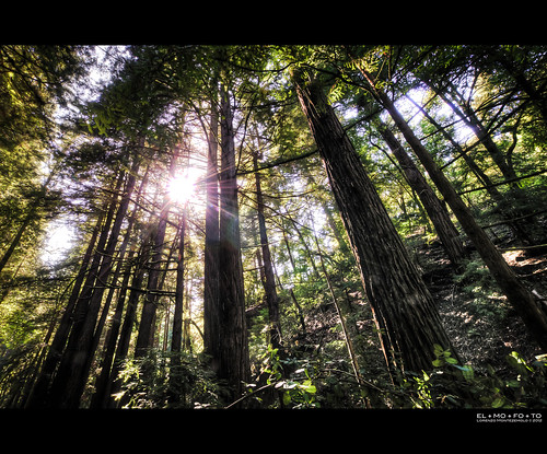 california sun nature forest landscape peaceful fav20 flare serene canopy fav30 hdr highdynamicrange lanscape 1000v fav10 tonemapping coastredwoods flickraward flickraward5 elmofoto lorenzomontezemolo