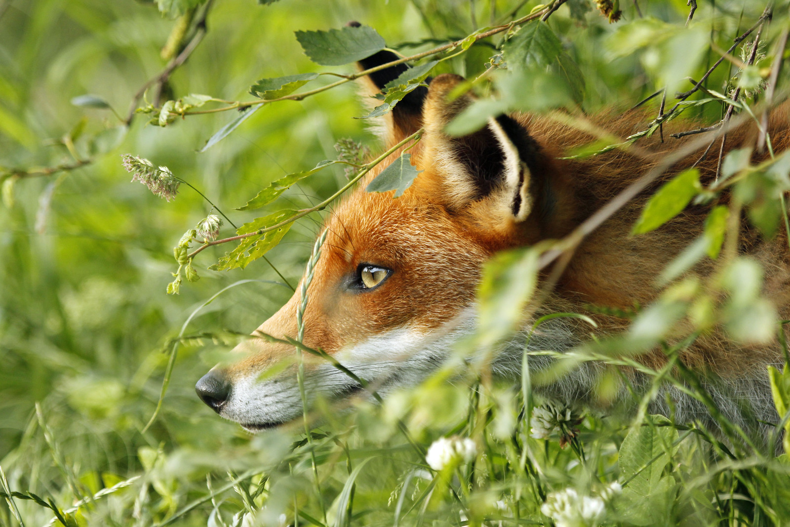 ANIMALS | Flickr