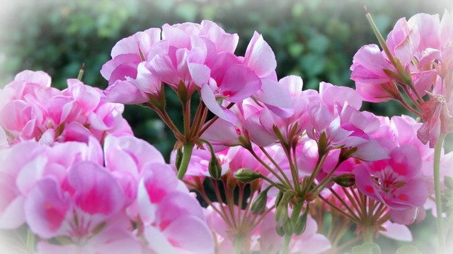 fleurs de l'été : les géraniums | Bernard Fidel | Flickr