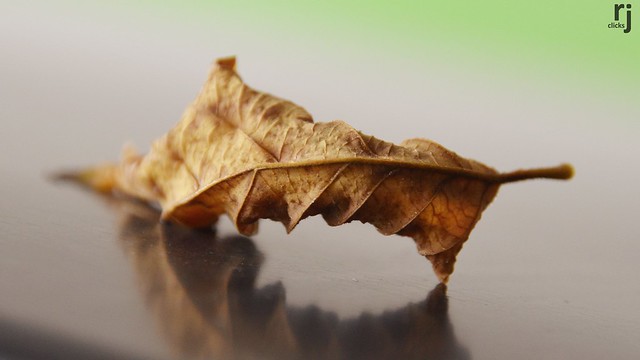 A Dry Leaf