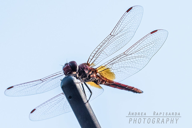 dragonfly close-up