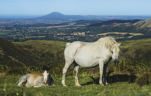 Mare & Foal, Long Mynd.