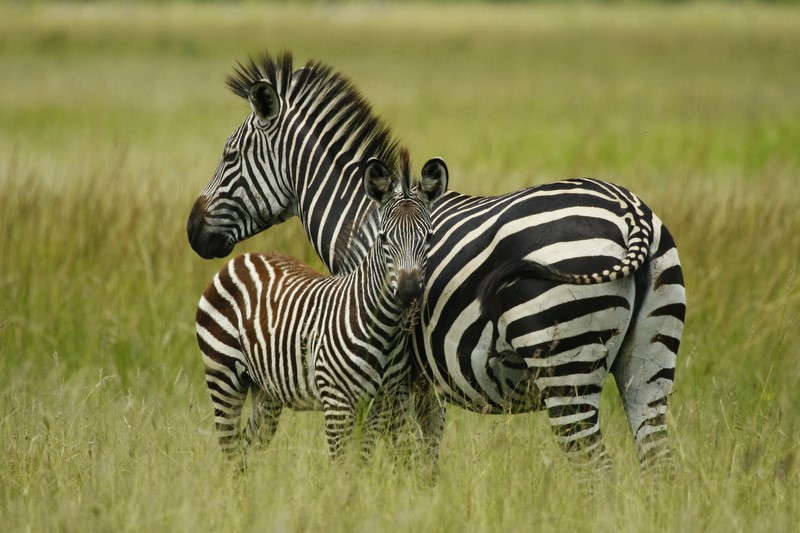 Zebra | Flickr