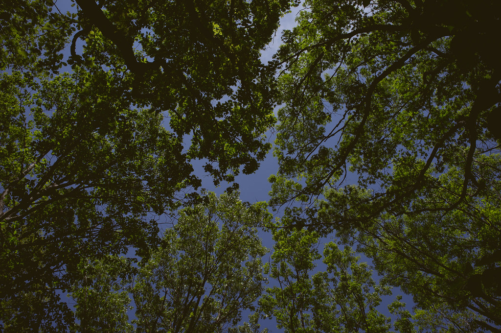 Looking up into a dense green tree canopy with sunlight filtering through leaves against a blue sky.