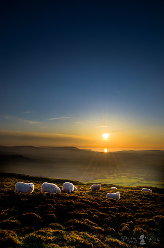 sunset wales sheep flock cymru hills mountainside pembrokeshire preseli