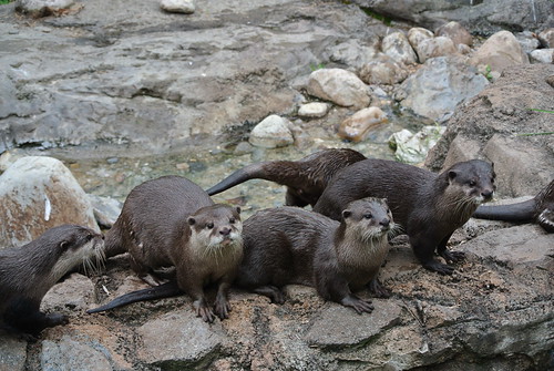 Otter Family Makes a Splash at the Smithsonian’s National … | Flickr