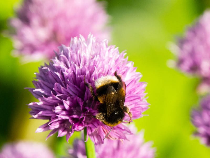 Bee gathering nectar from chive flowers