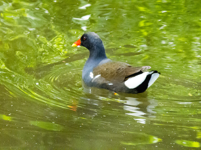 Moorhens and chicks series