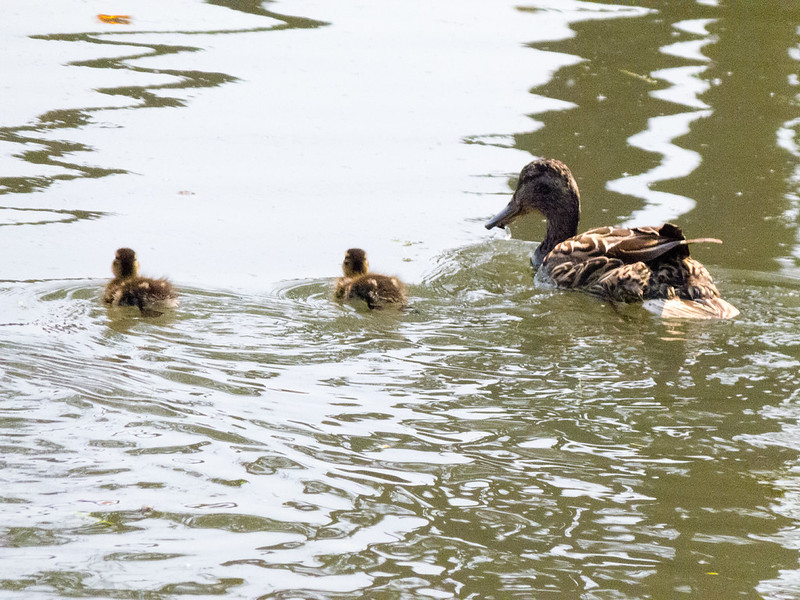 Duck and ducklings series